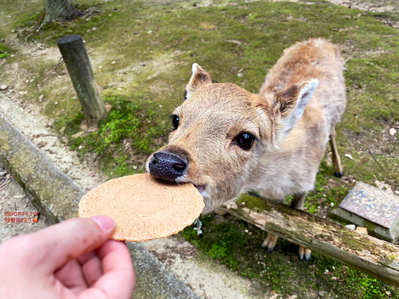 【奈良美食】奈良 觀鹿莊，不只賣冰淇淋還有鹿仙貝（價錢） @翹臀吃四方